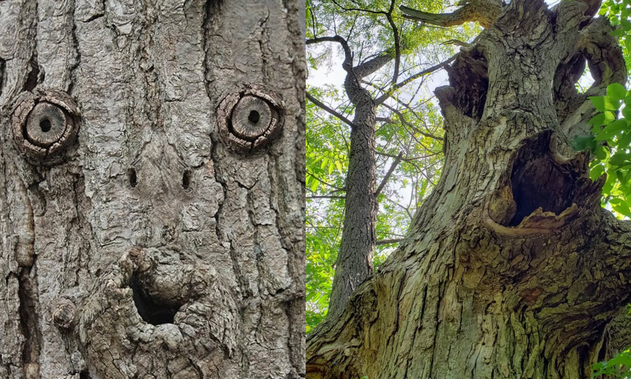 Do You Spot Faces In Ordinary Objects?